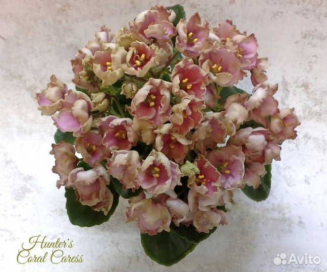 Сортовые фиалки