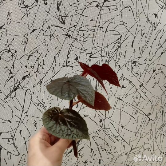 Комнатные растения цветы