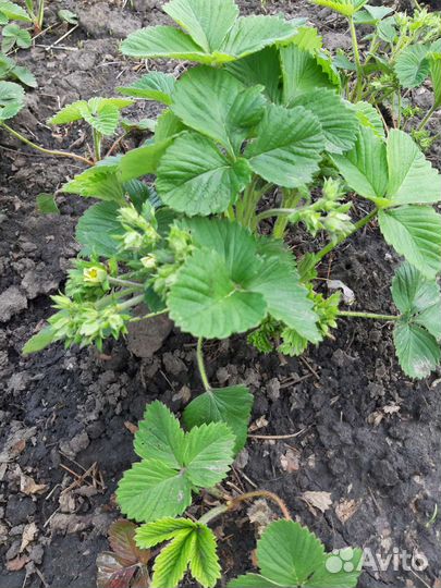 Рассада сладкой клубники