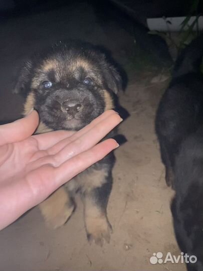 Щенки