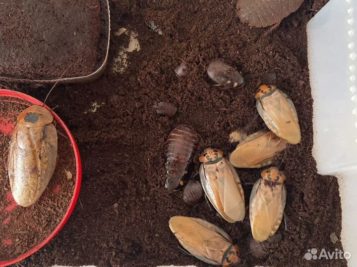 Таракан Блаберус