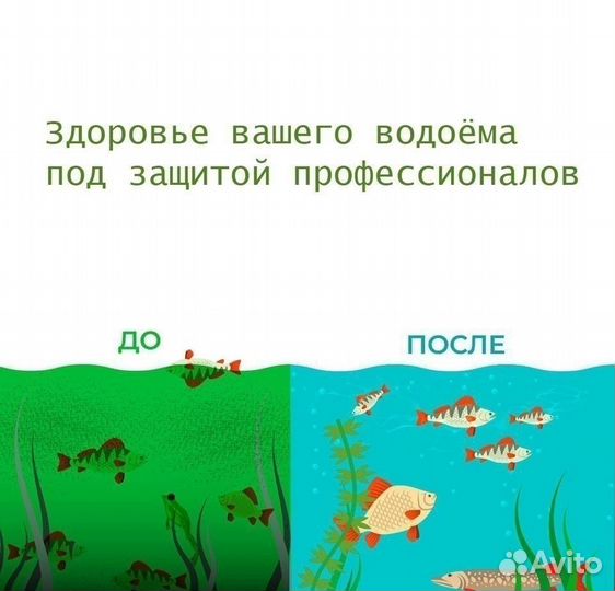 Хлорелла живая чистый пруд