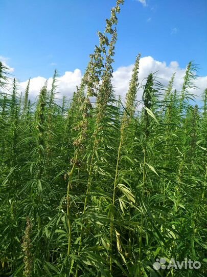 Семена конопли (не наркотической)