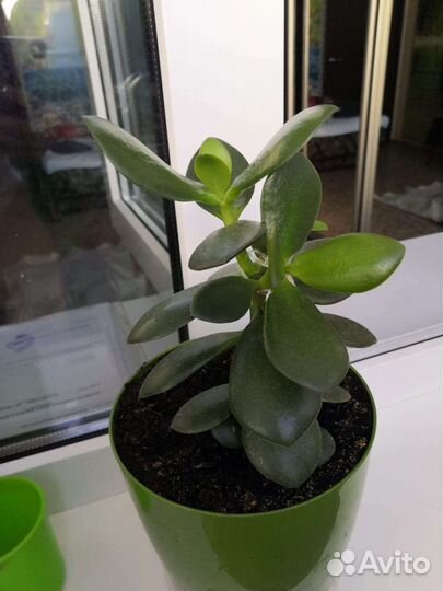 Толстянка, денежное дерево