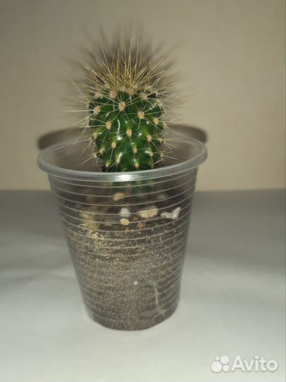 Кактусы