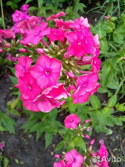 Флоксы многолетние трехлетка 3-4 ветки