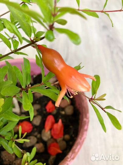 Гранат комнатный