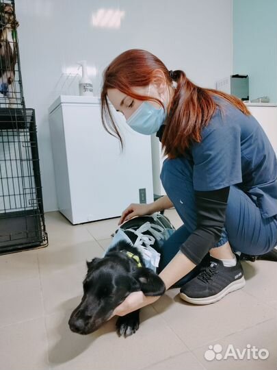 Ветеринарная помощь на дому