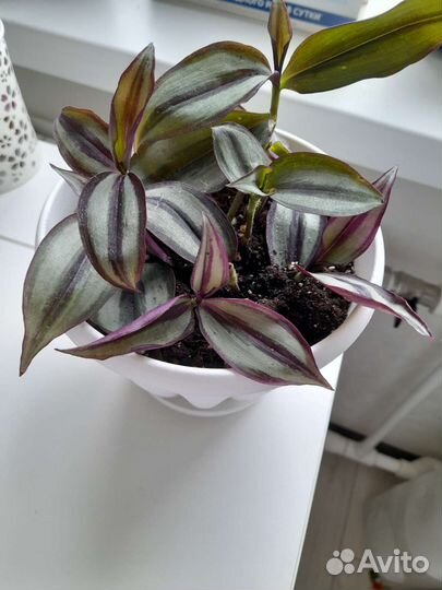 Традесканция зебрина