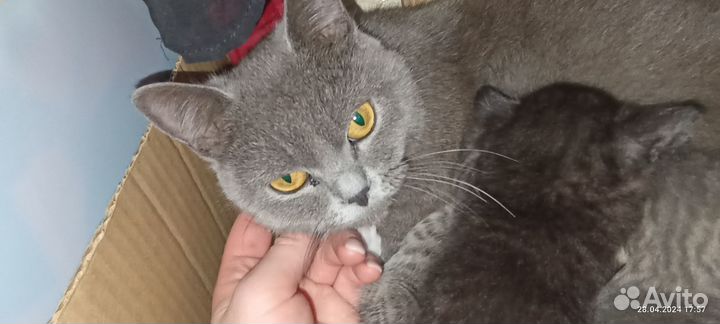 Британская кошка с котятами