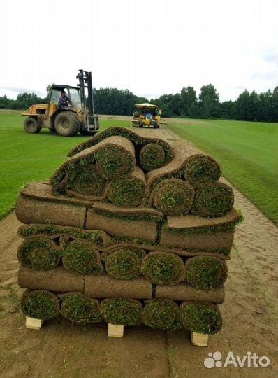 Рулонный газон 