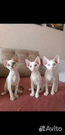 Котята Девон-рекс