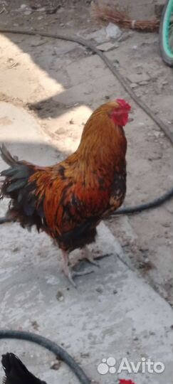 Петух