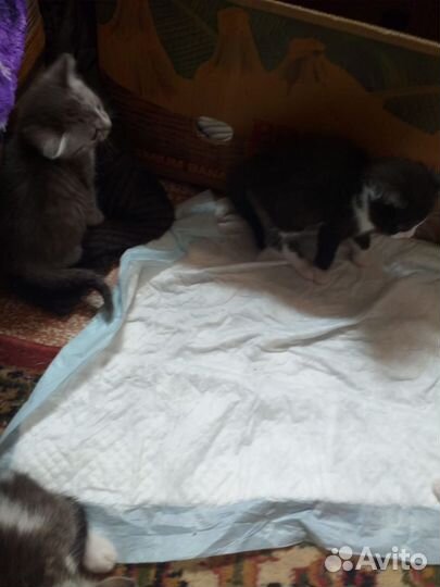 Котята