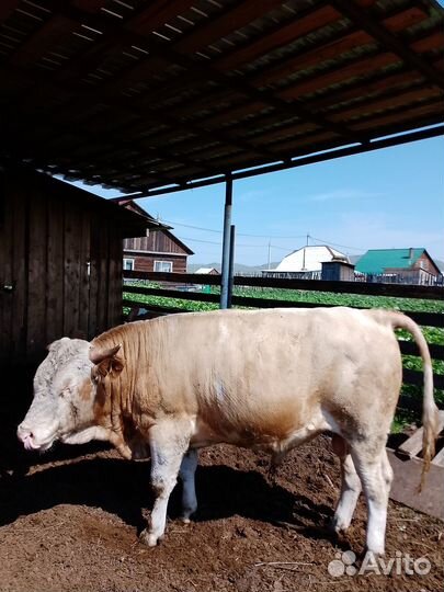Продам племенного быка (симментал) возраст 2 года