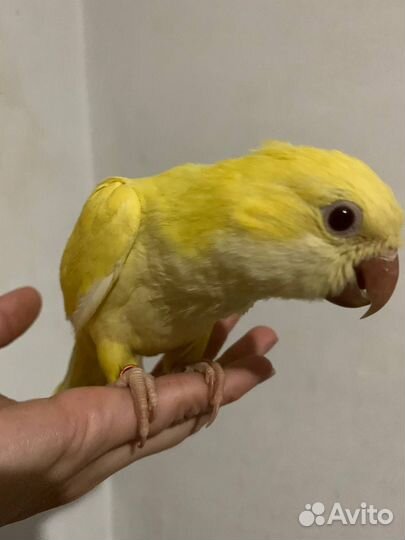 Попугаи калита монах