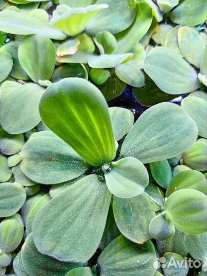 Водоросли для аквариума