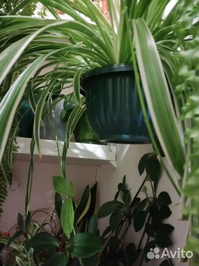 Хлорофитум