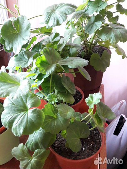 Герани и фиалки