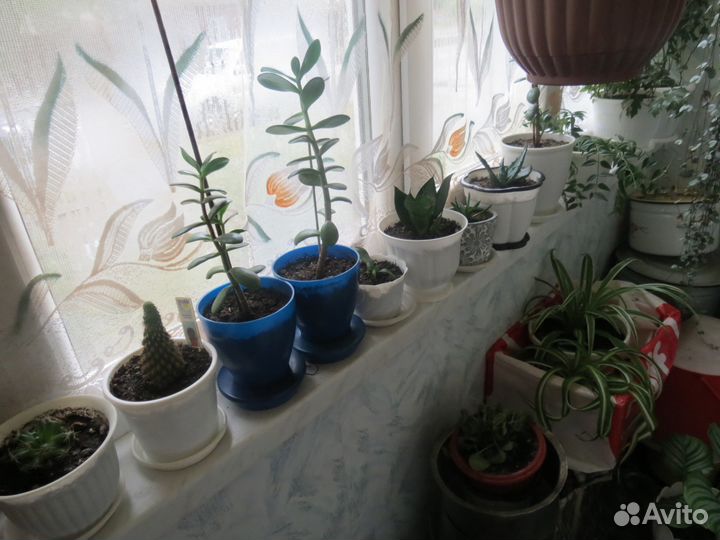 Комнатные цветы