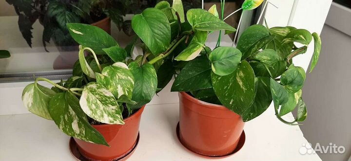 Эпипремнум золотистый