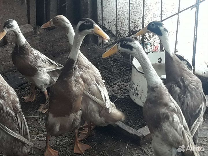 Инкубационное яйцо. Уток индийского бегунка