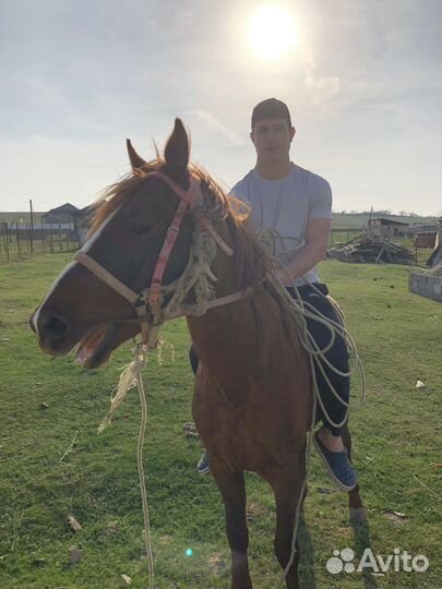 Ахил Лошадь