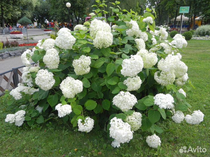 Гортензия древовидная белая Анабель