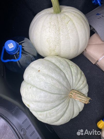 Тыква желтая зеленая