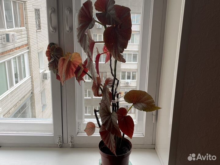 Бегония