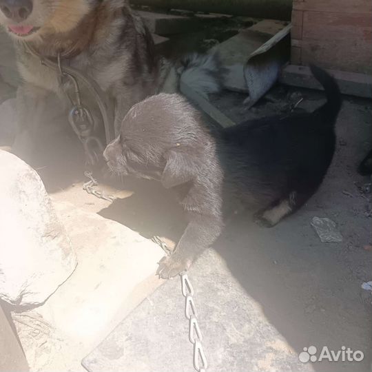 Собака в добрые руки отдам бесплатно