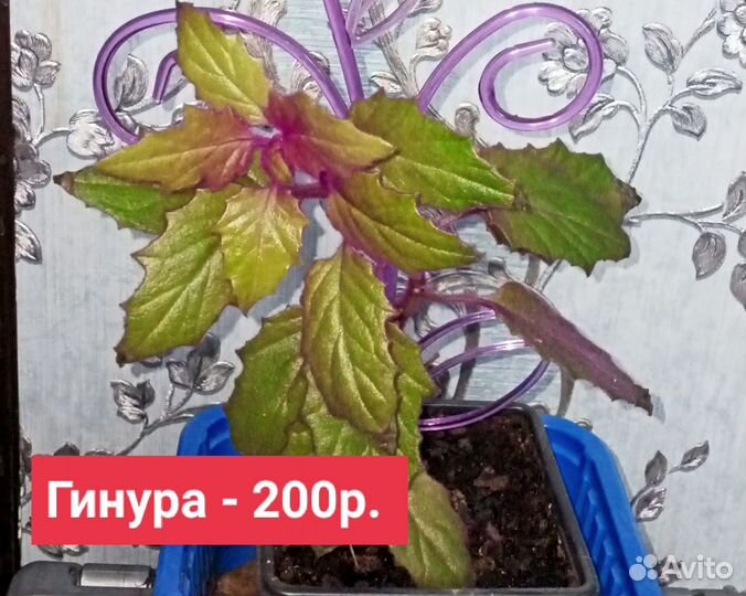 Домашние цветы