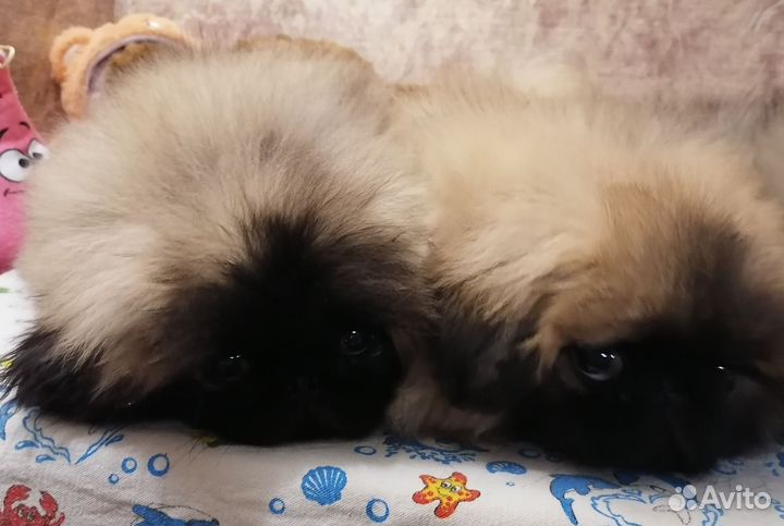 Щенки пекинеса