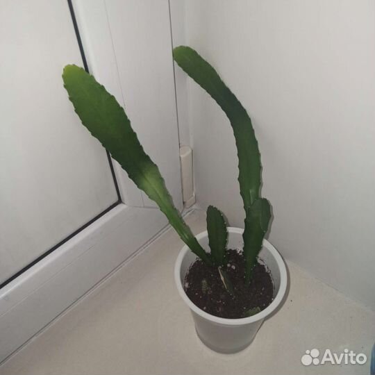 Лесной кактус