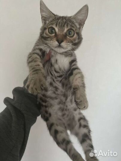 Бенгальская кошка