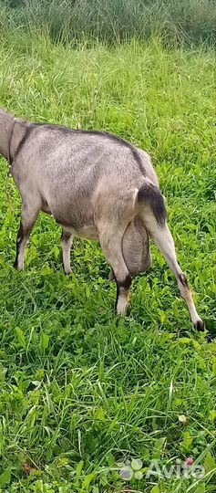 Коза нубийская