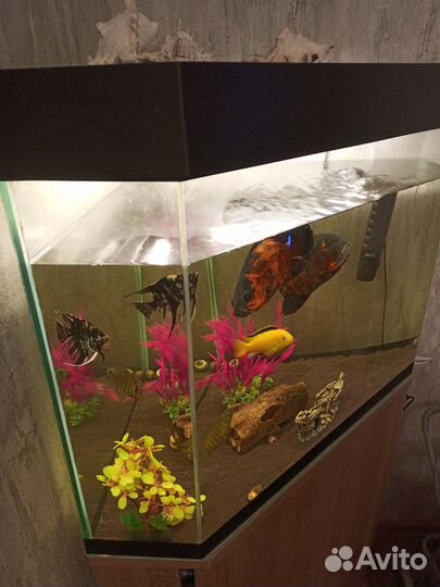 Аквариум с тумбой 100л+рыбки