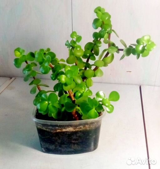 Портулаковая афра (денежное дерево), Кактусы