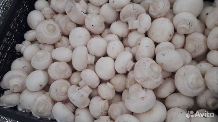 Грибы шампиньоны