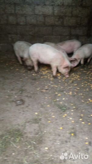 Поросята