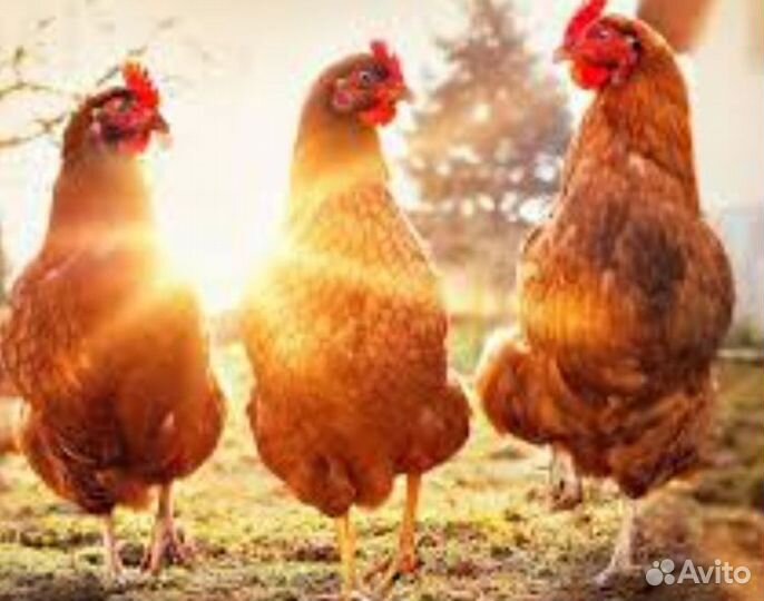 Разнорабочий