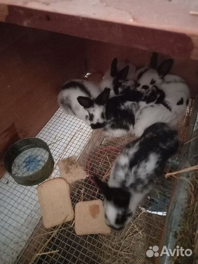 Калифорнийские кролики