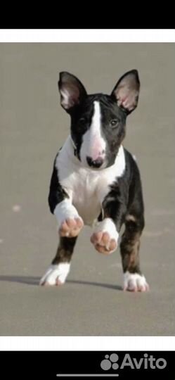 Щенки мини бультерьера