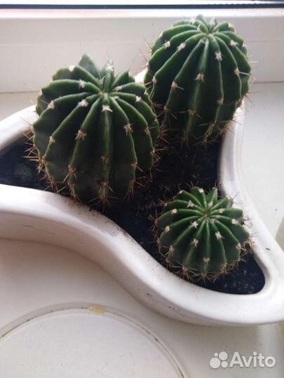 Кактусы и суккуленты