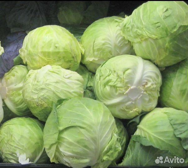 Капуста домашняя