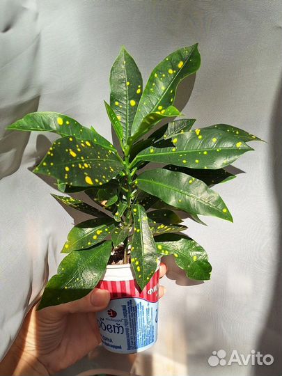 Кротон Кодиеум Голд Даст