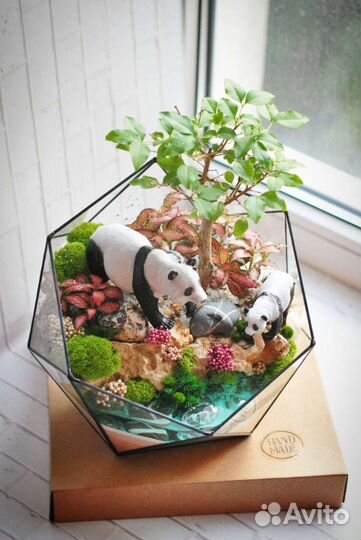 Большой флорариум с лигуструмом (бонсай) и пандами