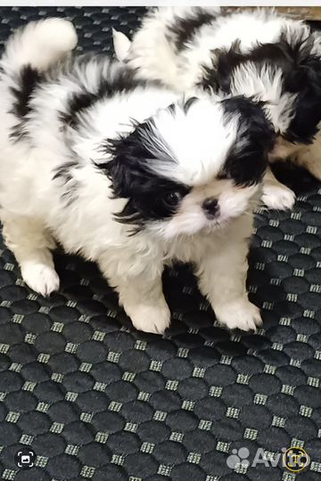 Щенки японский Хин