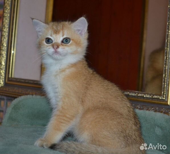 Золотая кошечка Nicol
