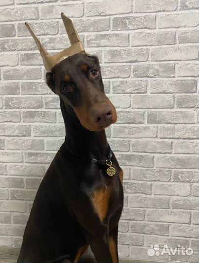 Адресник для питомца